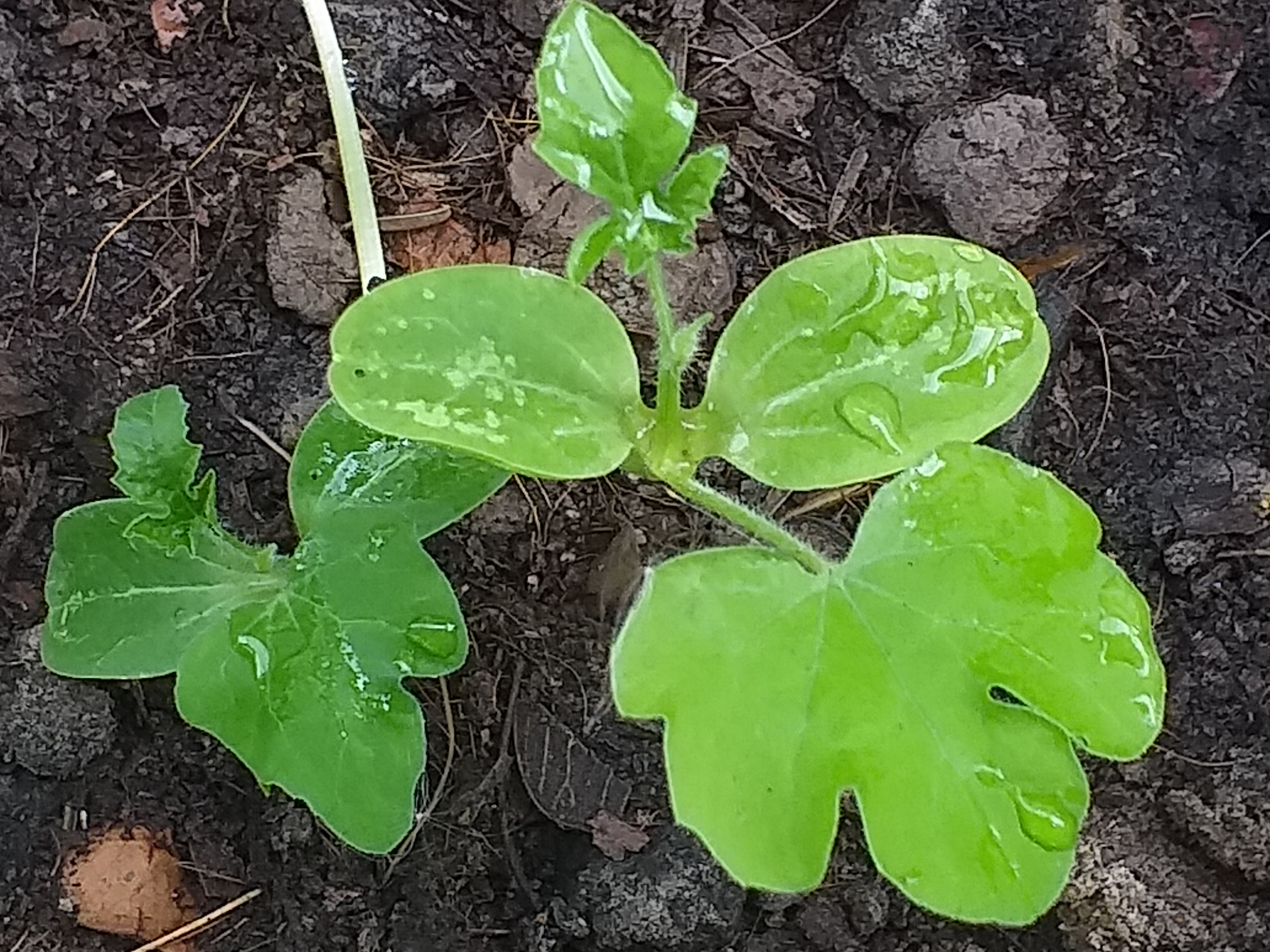 my garden604.jpg