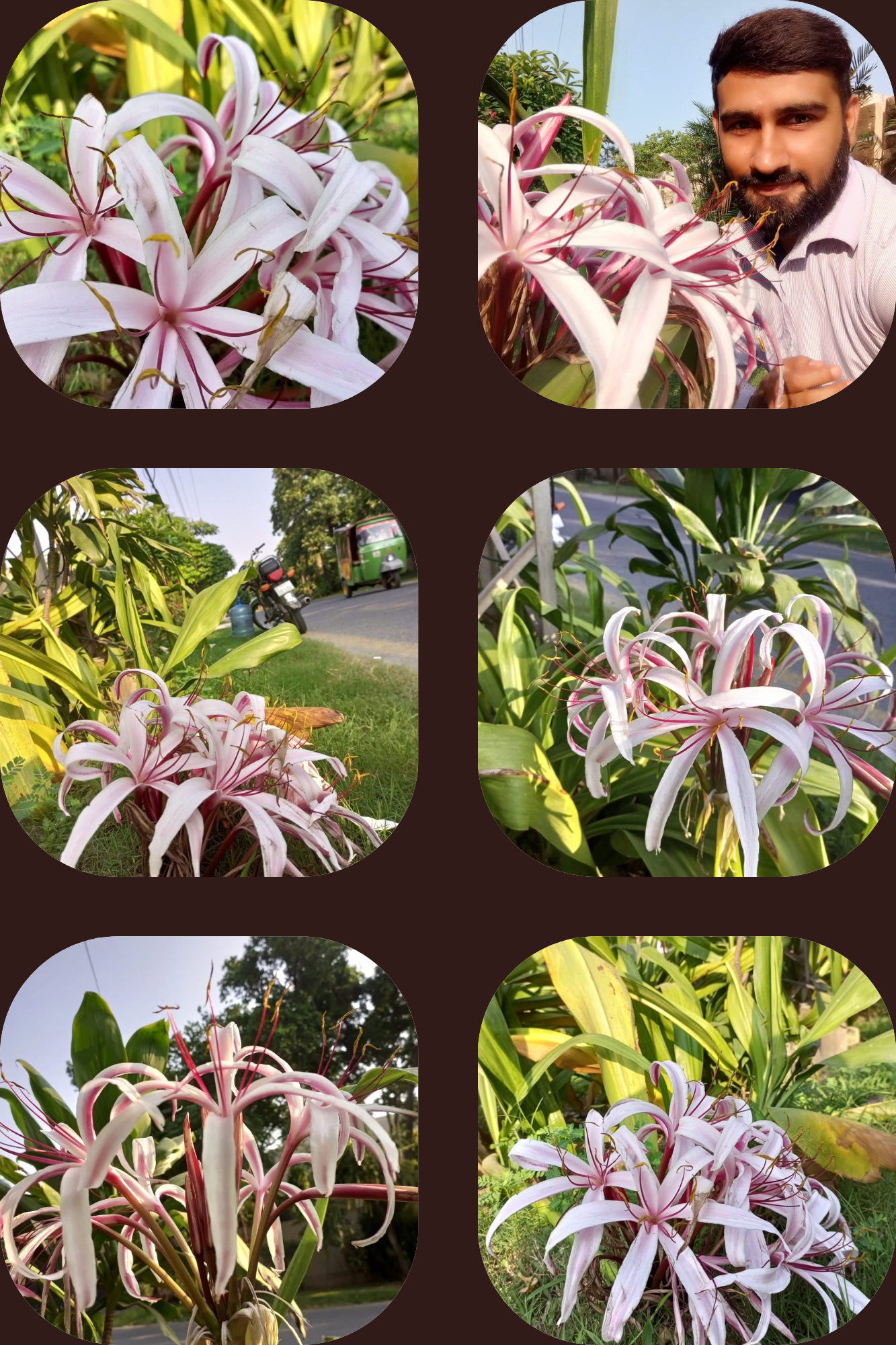 Beautiful Natural Flowers Aesthetics Mood Photo Collage_20250919_192536_0000.png