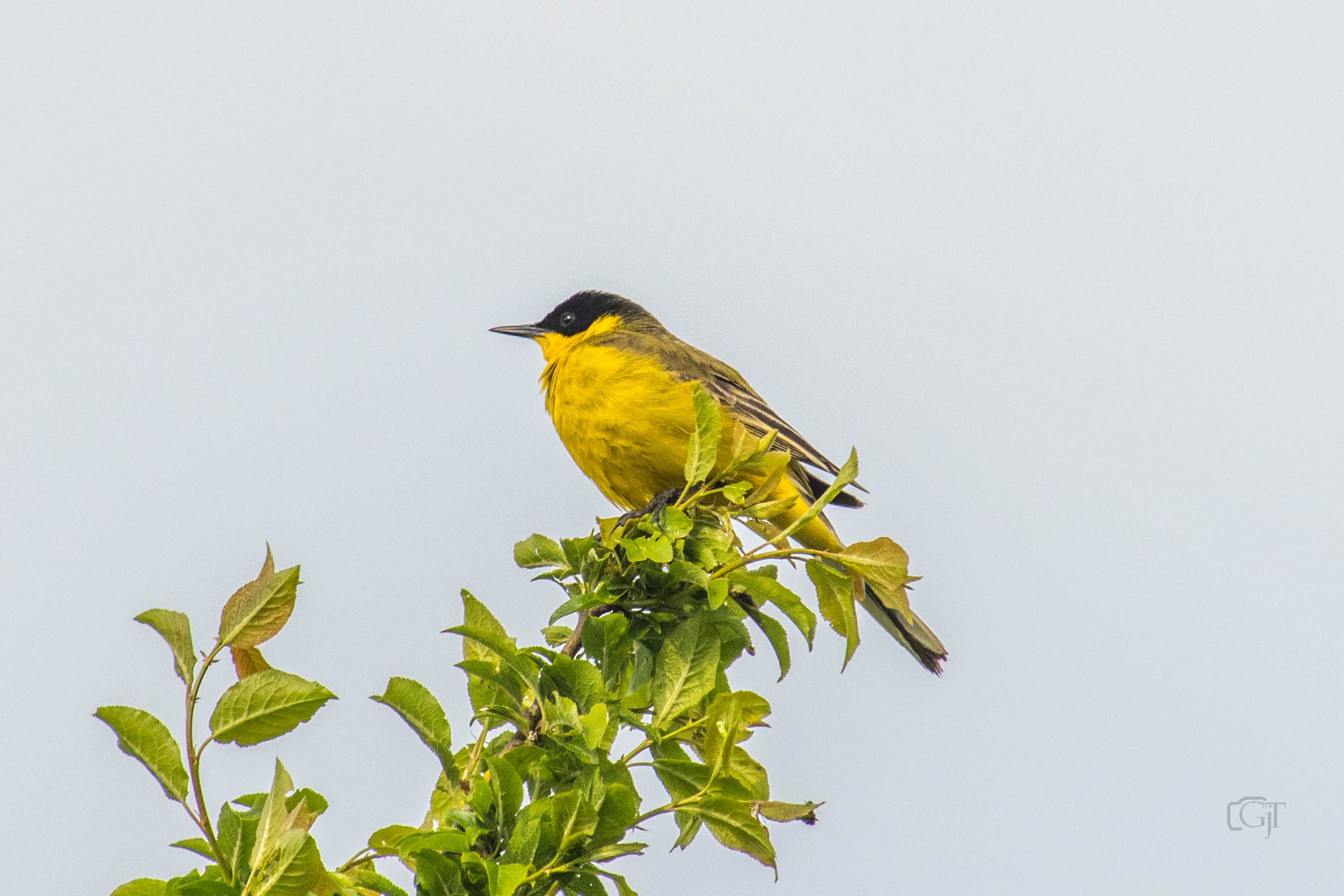 DSC_4887.jpg