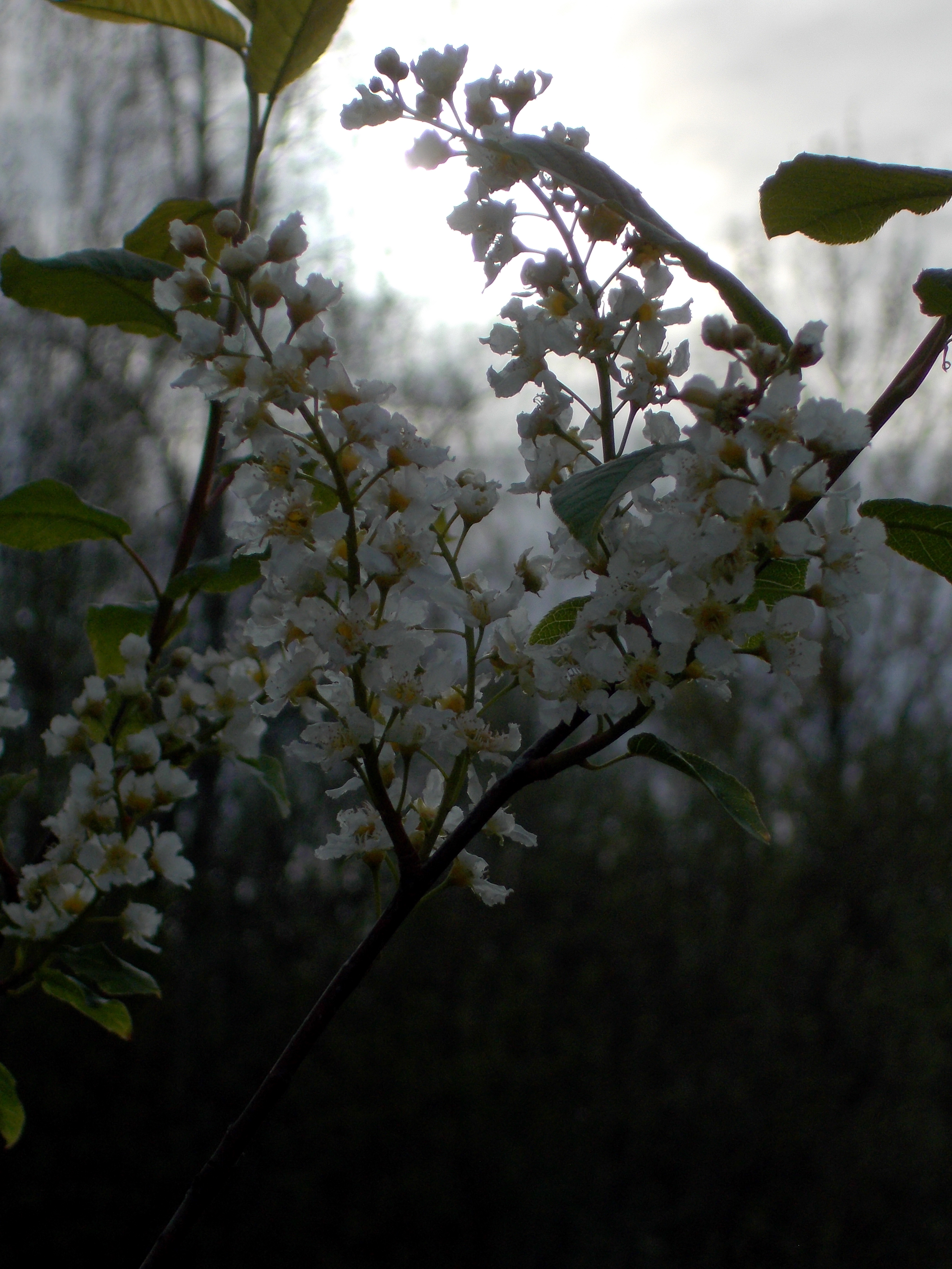 DSCN0260--.JPG