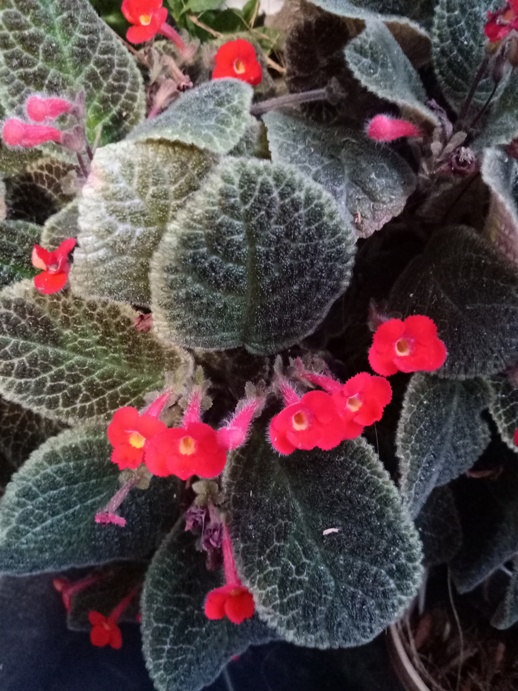 flower2.jpg