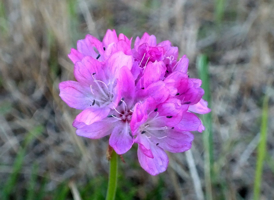 0362-Clover2.jpg
