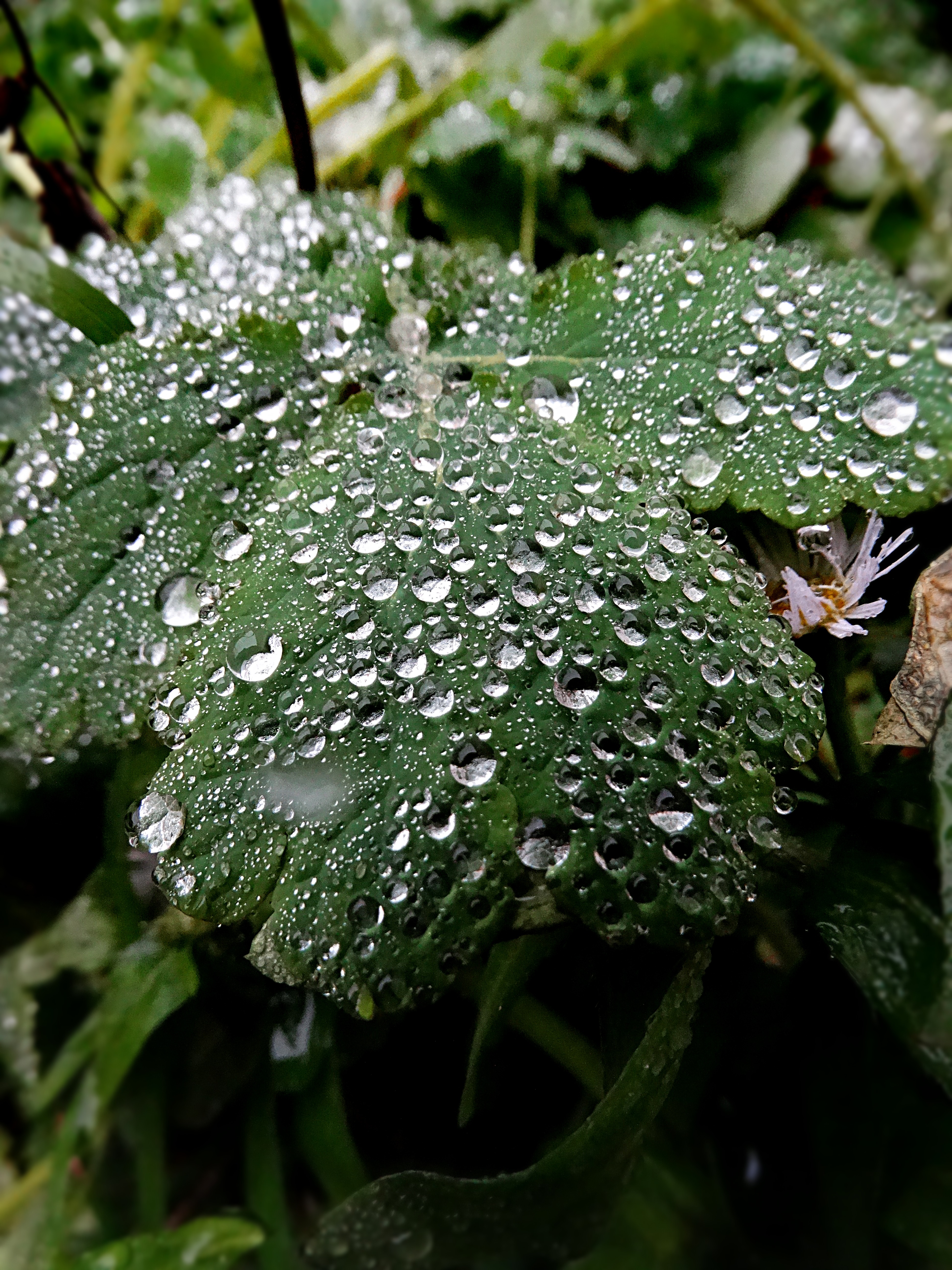 1gDSC08456.JPG