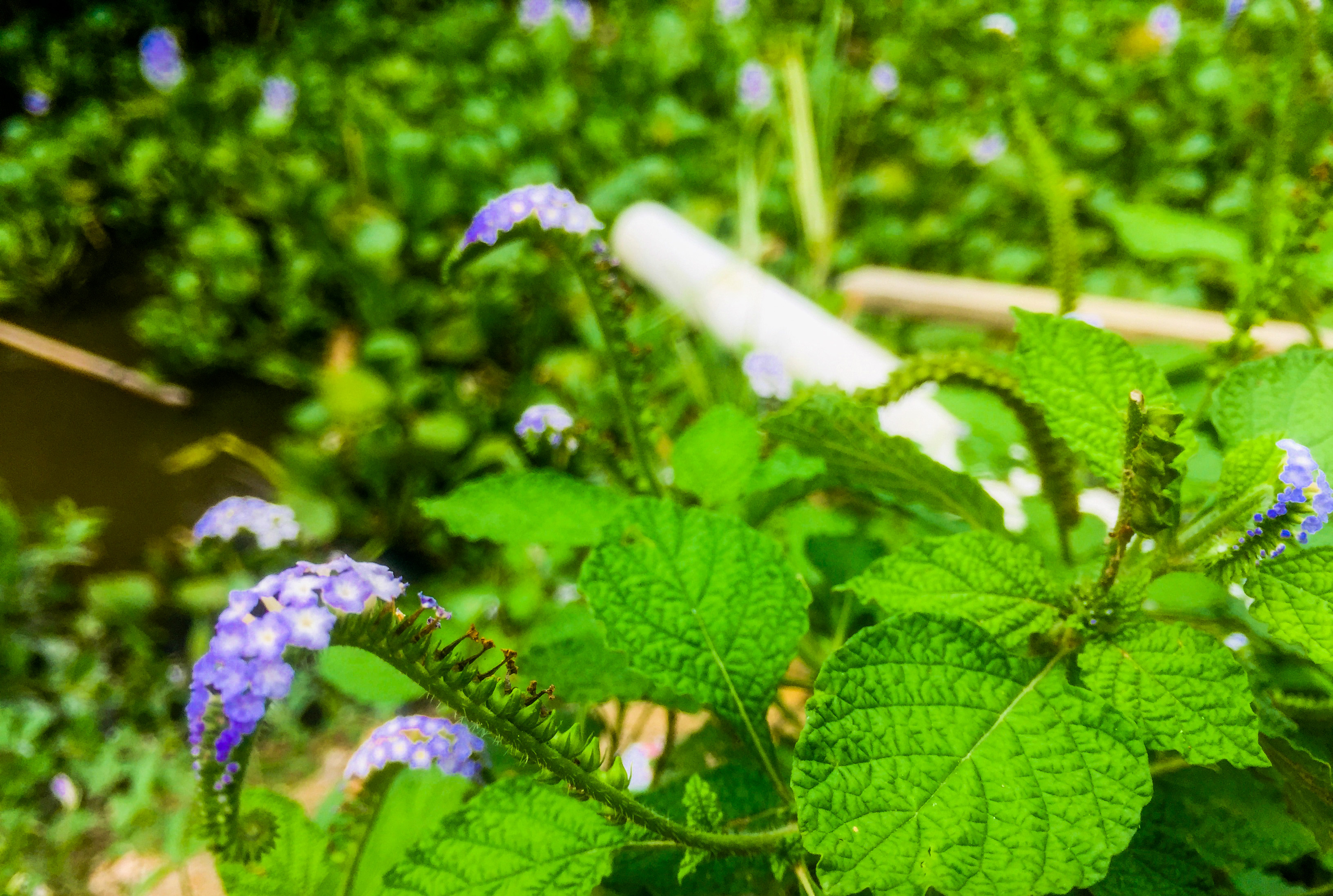 346DC467-9F06-4F5E-A0B1-43D4CF74AF32.jpeg