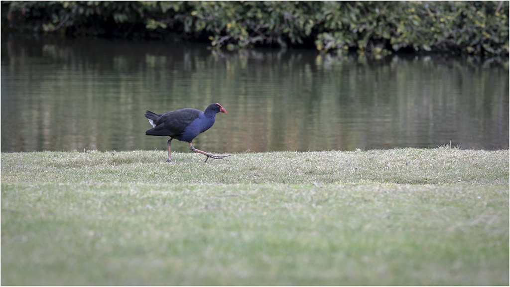 29423115467-the-bird (FILEminimizer).jpg