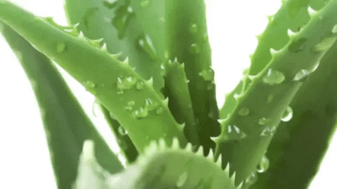 giphy (20).gif