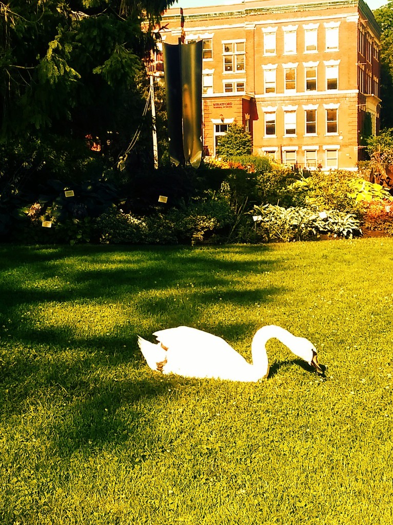 stratfordswan.jpg