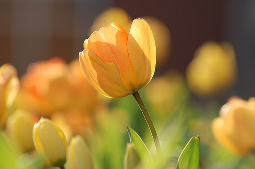 tulip-690320__340.jpg