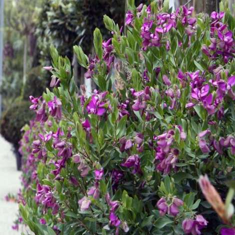 pianta-polygala-myrtifolia-vaso-7cmaltezza-10-15cm-P-384678-1209819_1.jpg