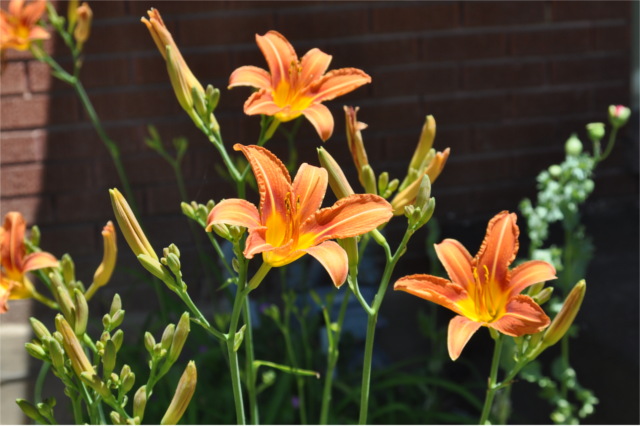 Daylily.JPG