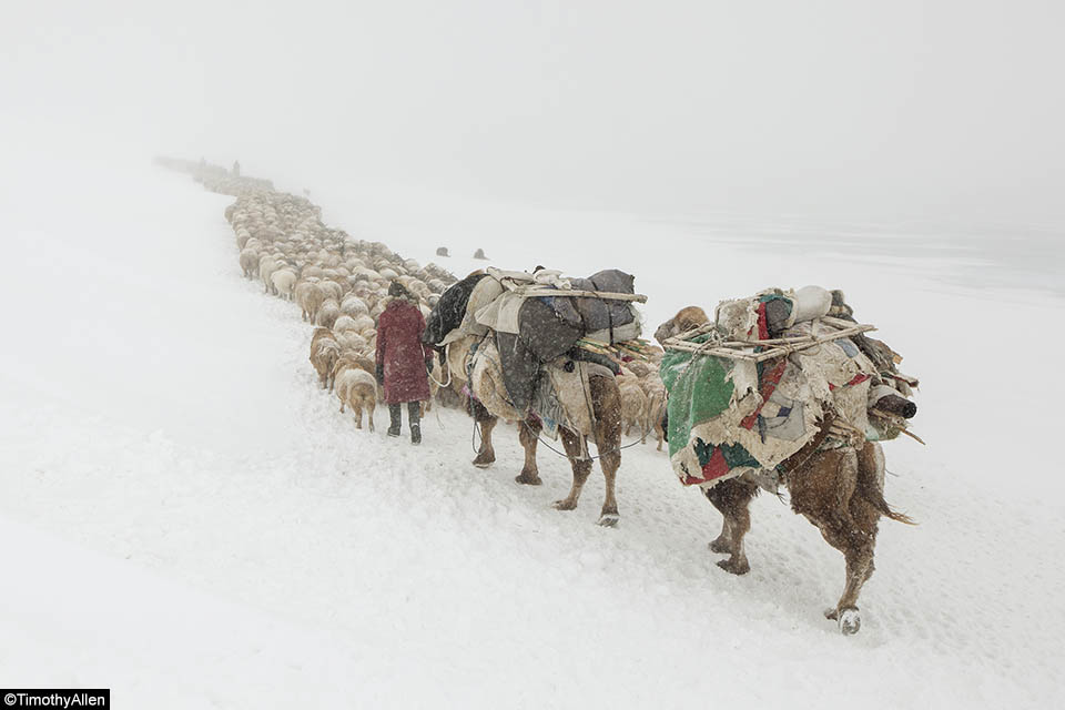 Timothy-Allen-Winter-Migration-17.jpg