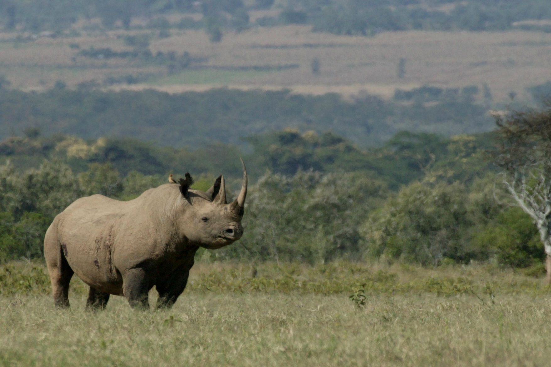 BlackRhino_InField_USE.jpg
