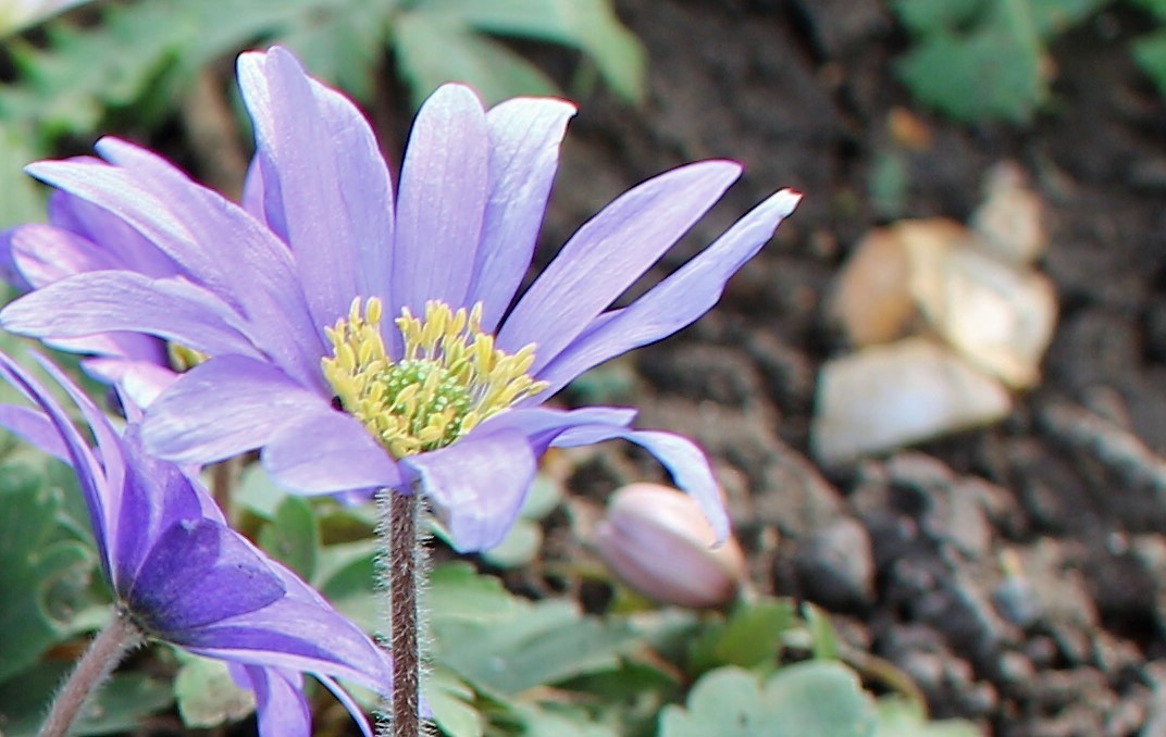 flower2.jpg