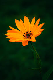 images (5).jpeg