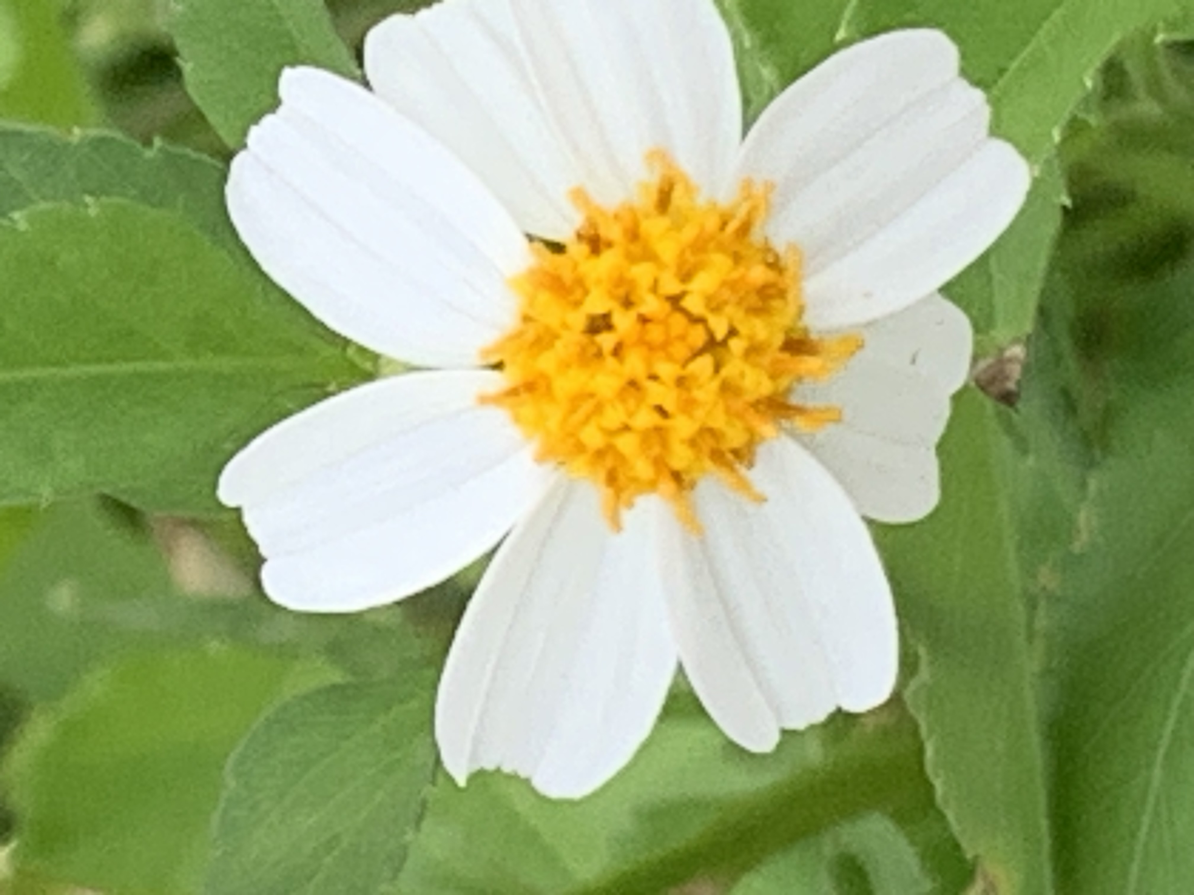 white wildflowers and bees6.jpg