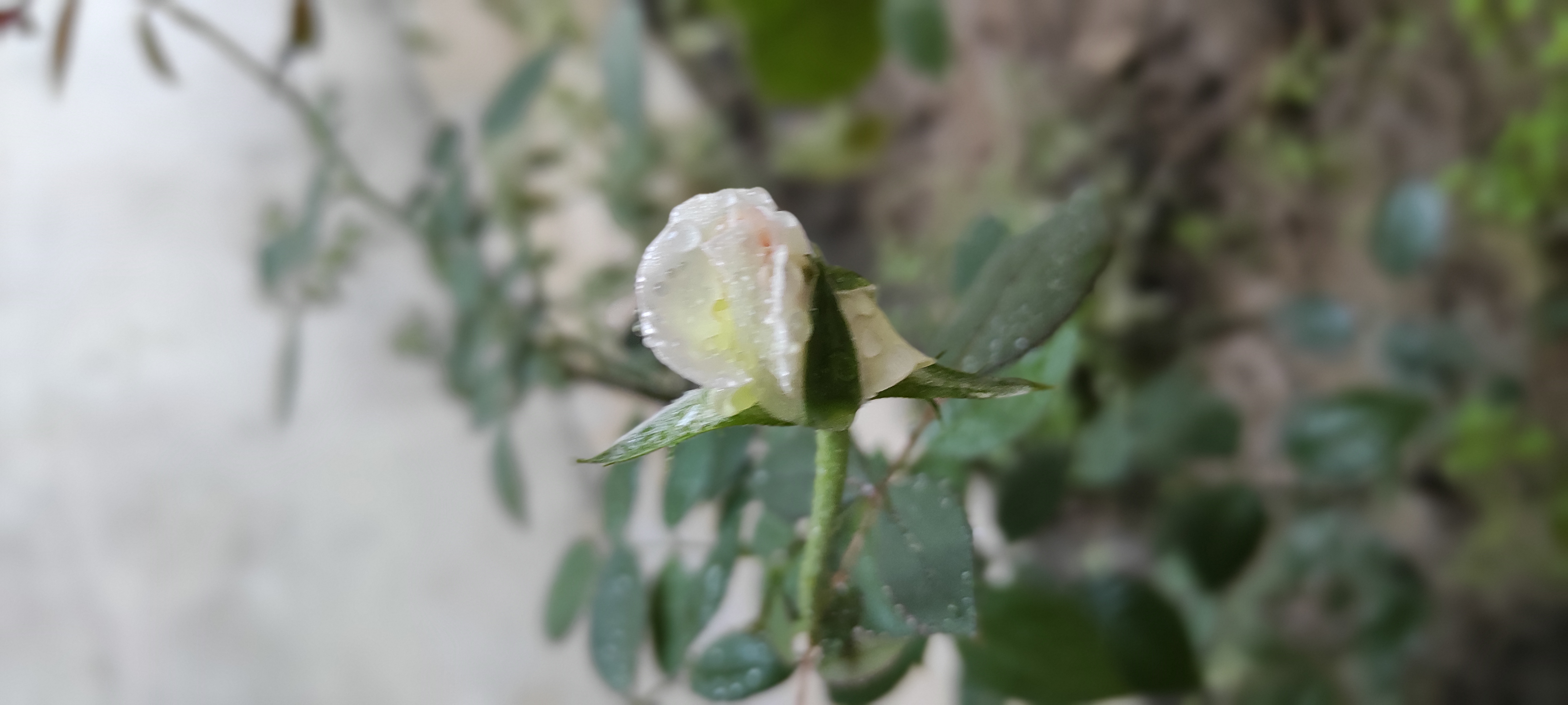IMG_20210520_182745.jpg