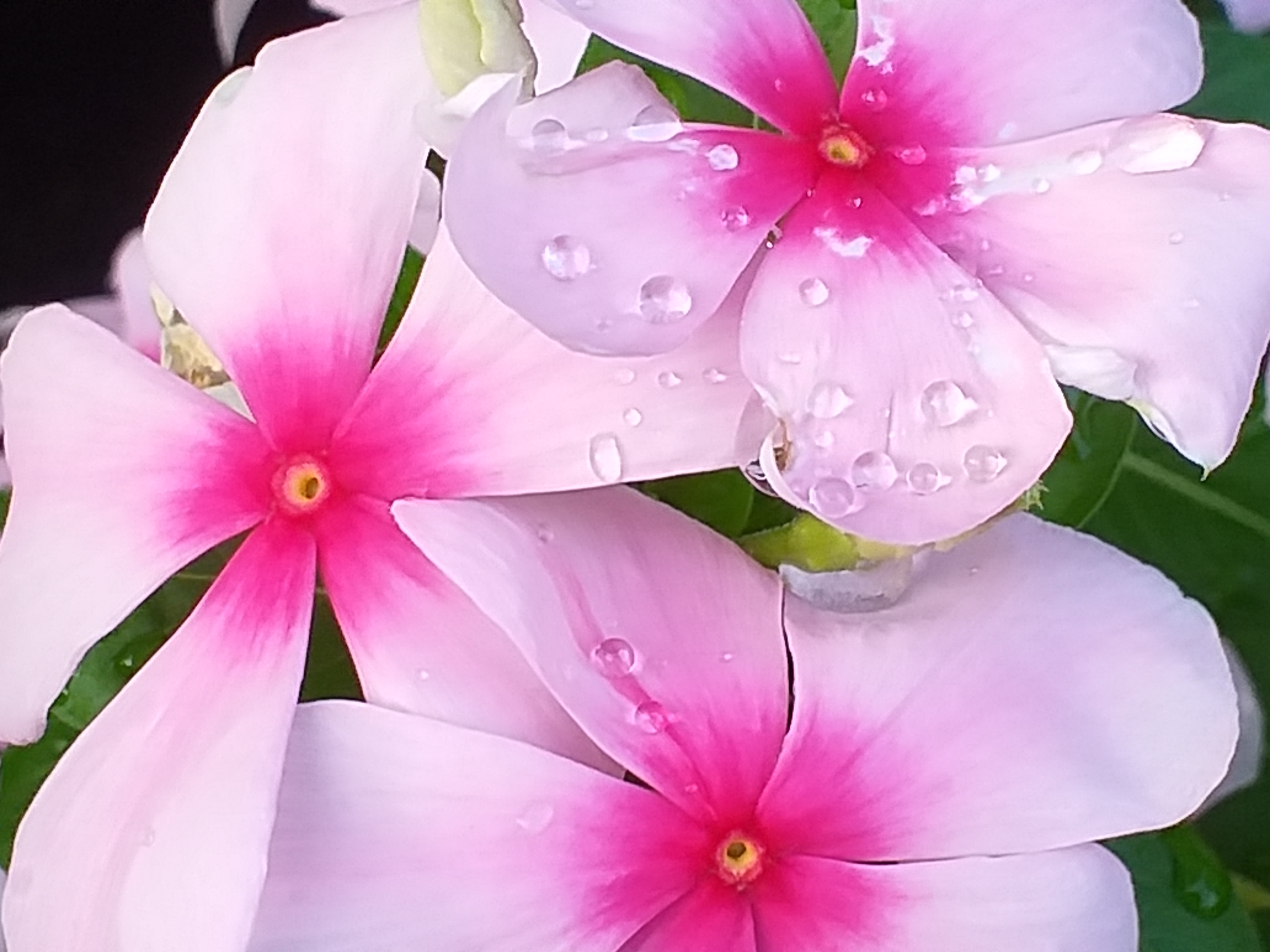 my garden209.jpg