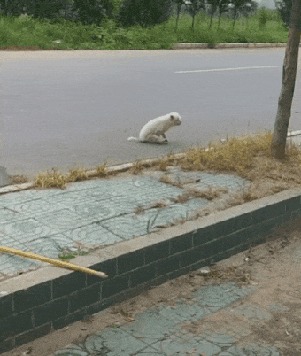 20180919_093120.gif