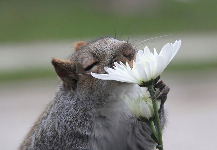 15121255-17-Adorable-Animals-Taking-Time-to-Smell-the-Flowers-10-1567411651-728-71ac0a0f98-1567515746.jpg