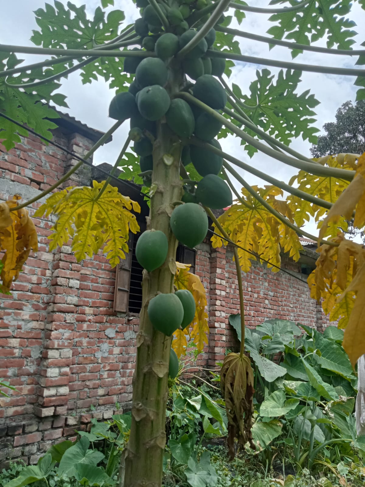 single papaya Tree.jpeg