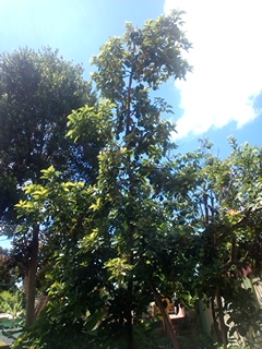IMG_20210628_114405.jpg