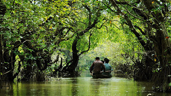 Ratargul_Swamp_Forest,_Sylhet..jpg