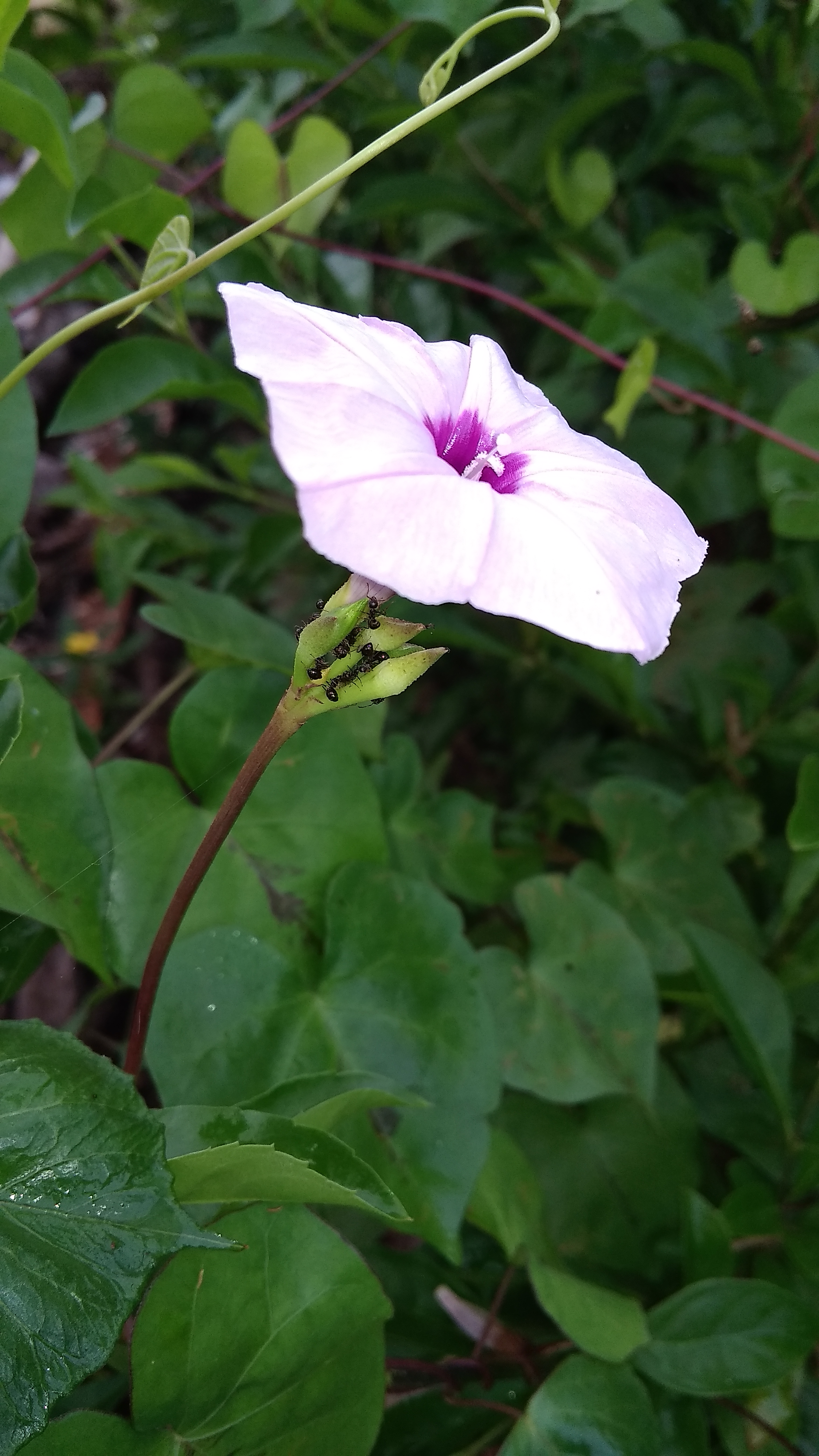 IMG_20201028_080729.jpg