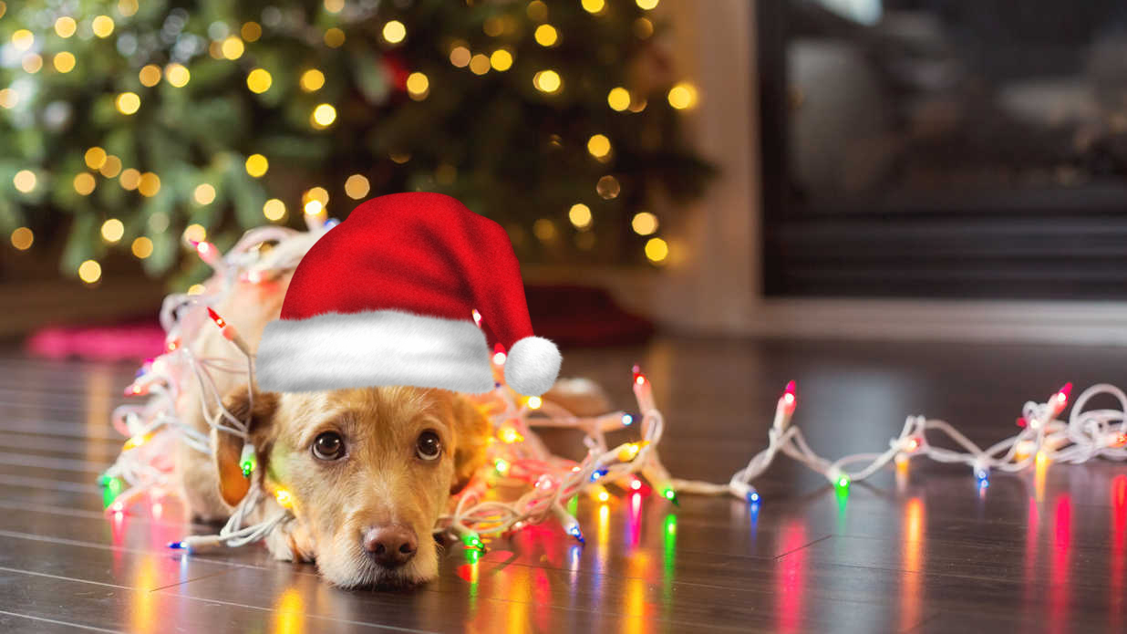 dog_wrapped_in_christmas_lights-459292441.jpg