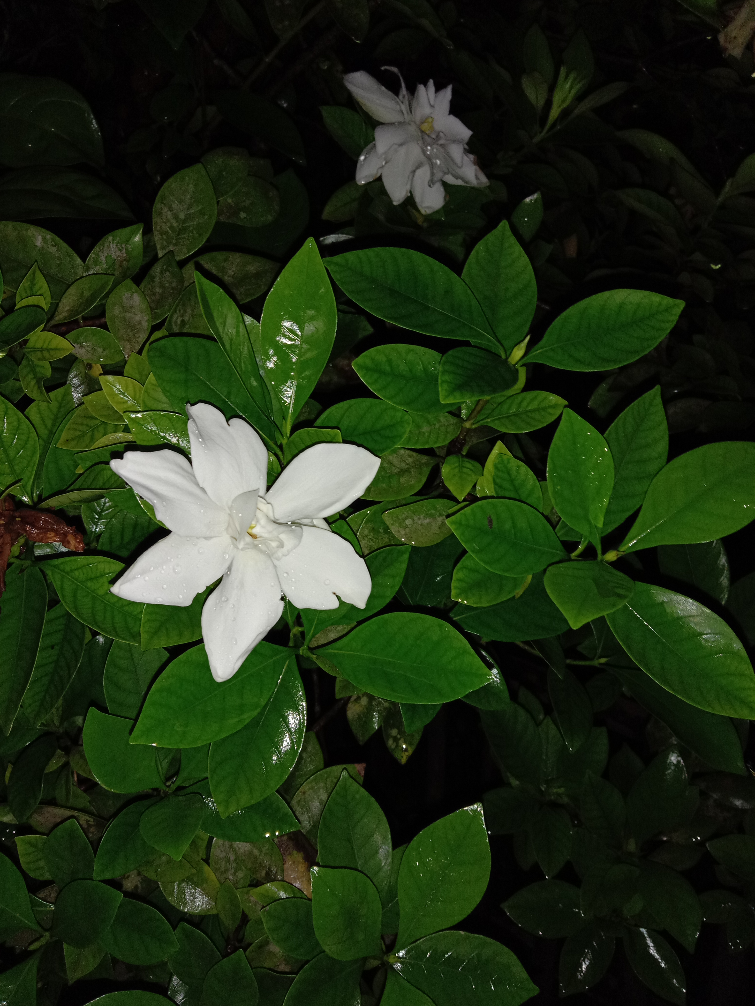 IMG_20200713_194102.jpg
