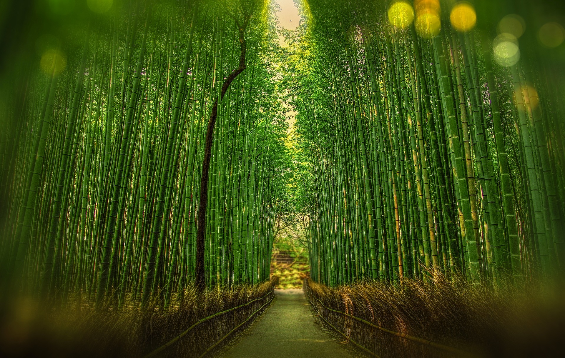 kyoto-1860521_1920.jpg