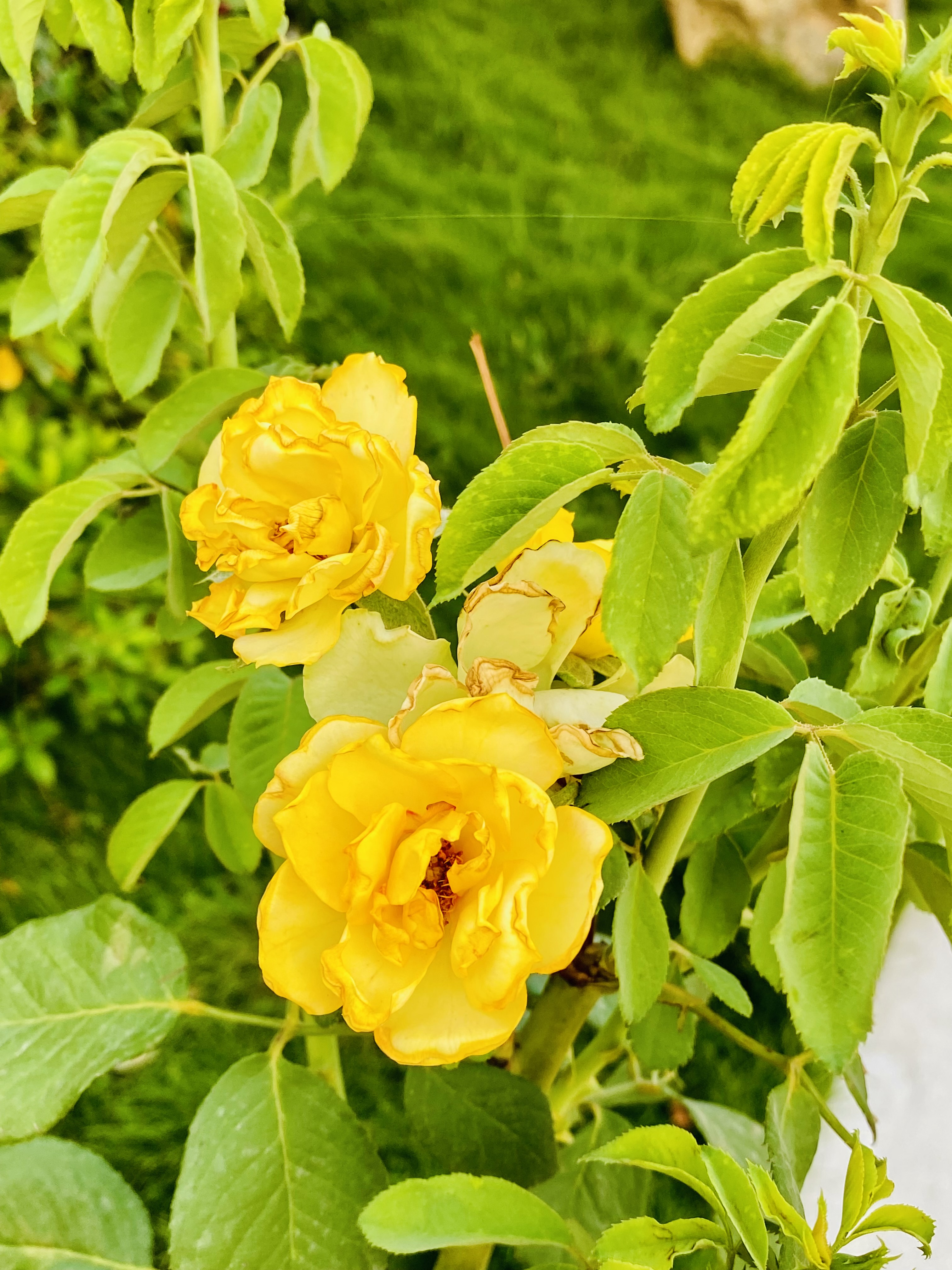 IMG_0325.jpeg