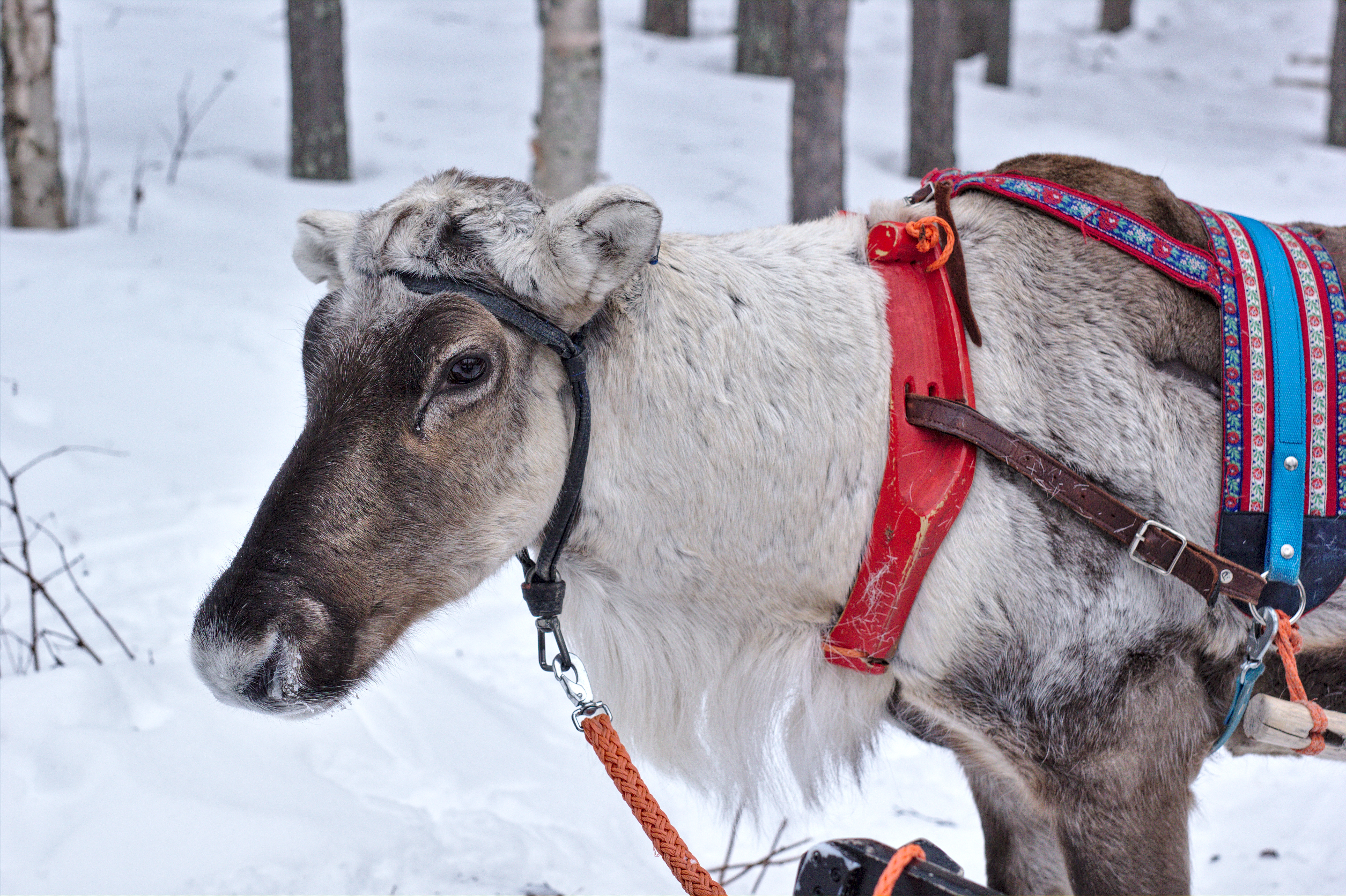 Reindeer safari part 1__MG_3553.jpg