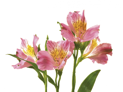 CB198B47-52F5-4E1A-809A-2B5FA832FBC7.png