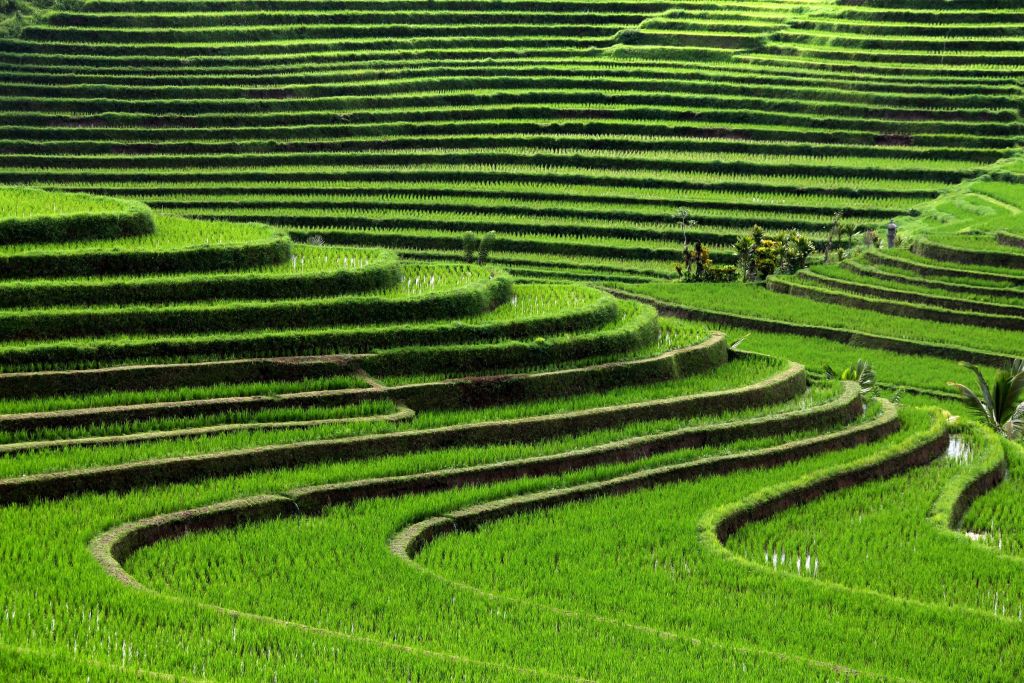rice-field.jpg