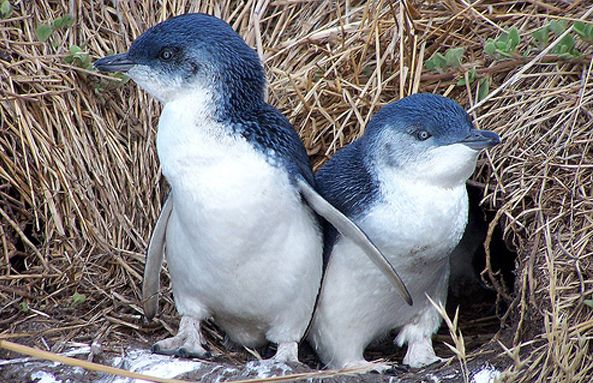 Little Blue Penguin Steemit