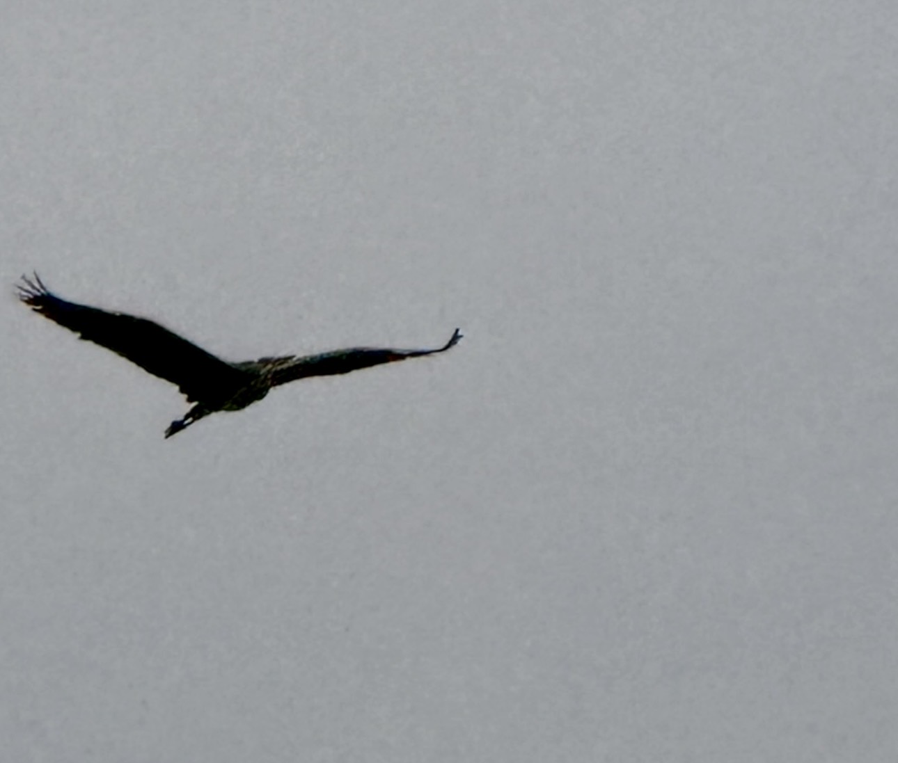 IMG_7658.jpg