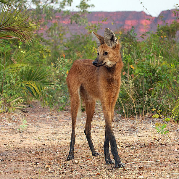 maned wolf.jpg