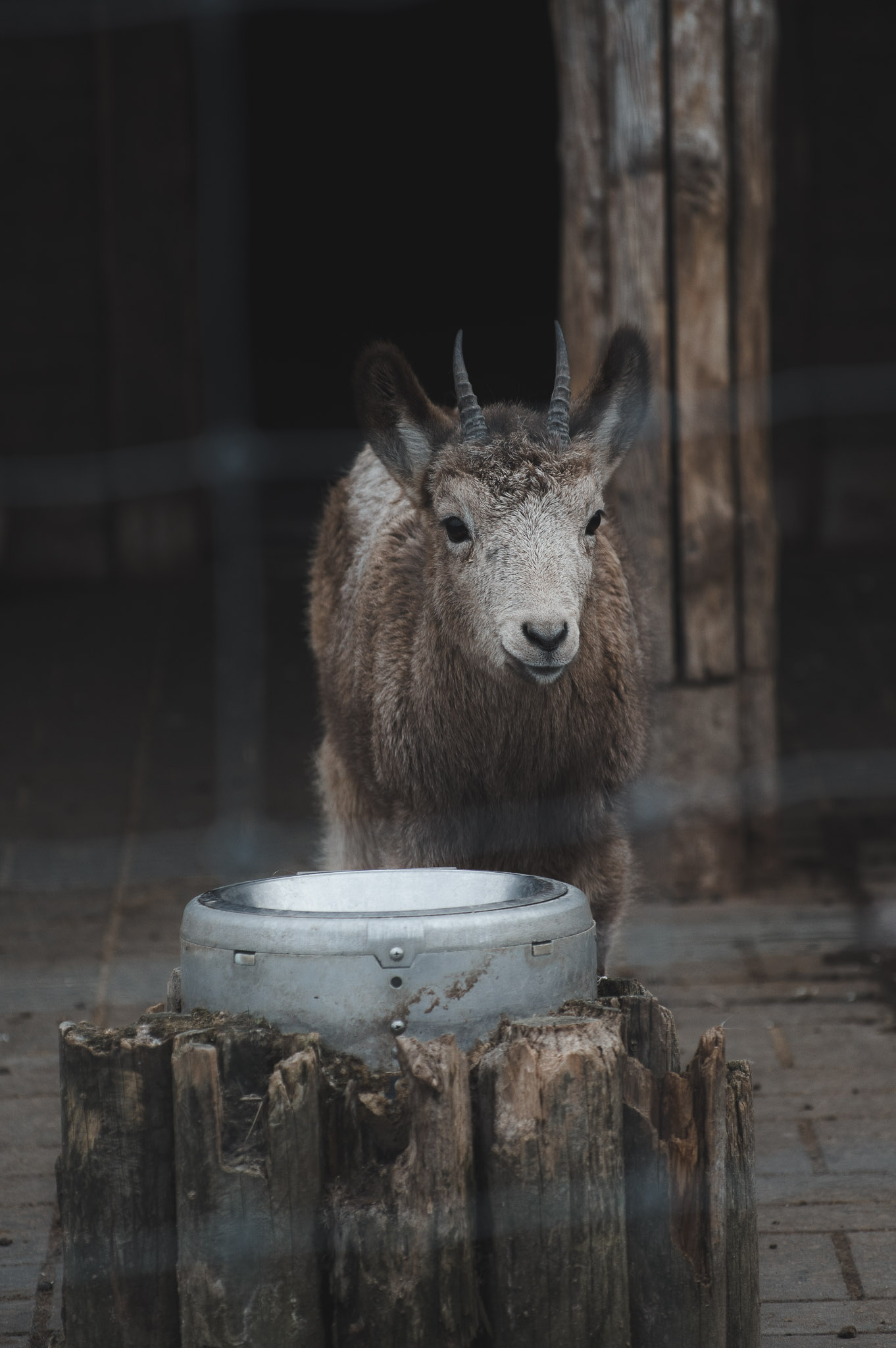 0103IMGP1120ccMarch 02, 2019.jpg