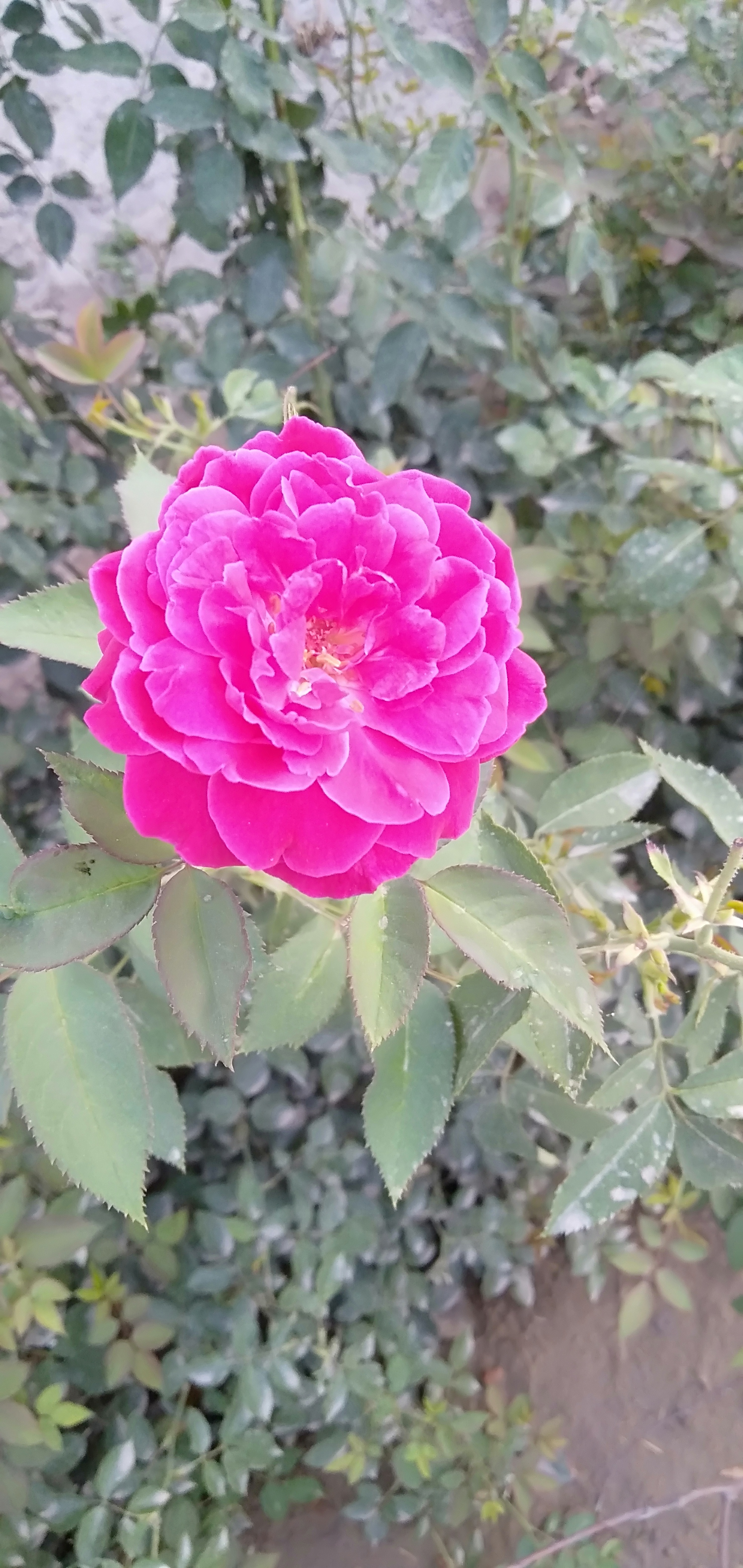 IMG20210527062221.jpg