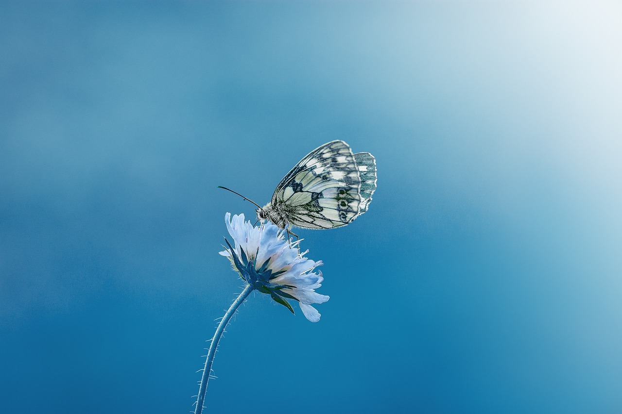 butterfly-1611794_1280.jpg