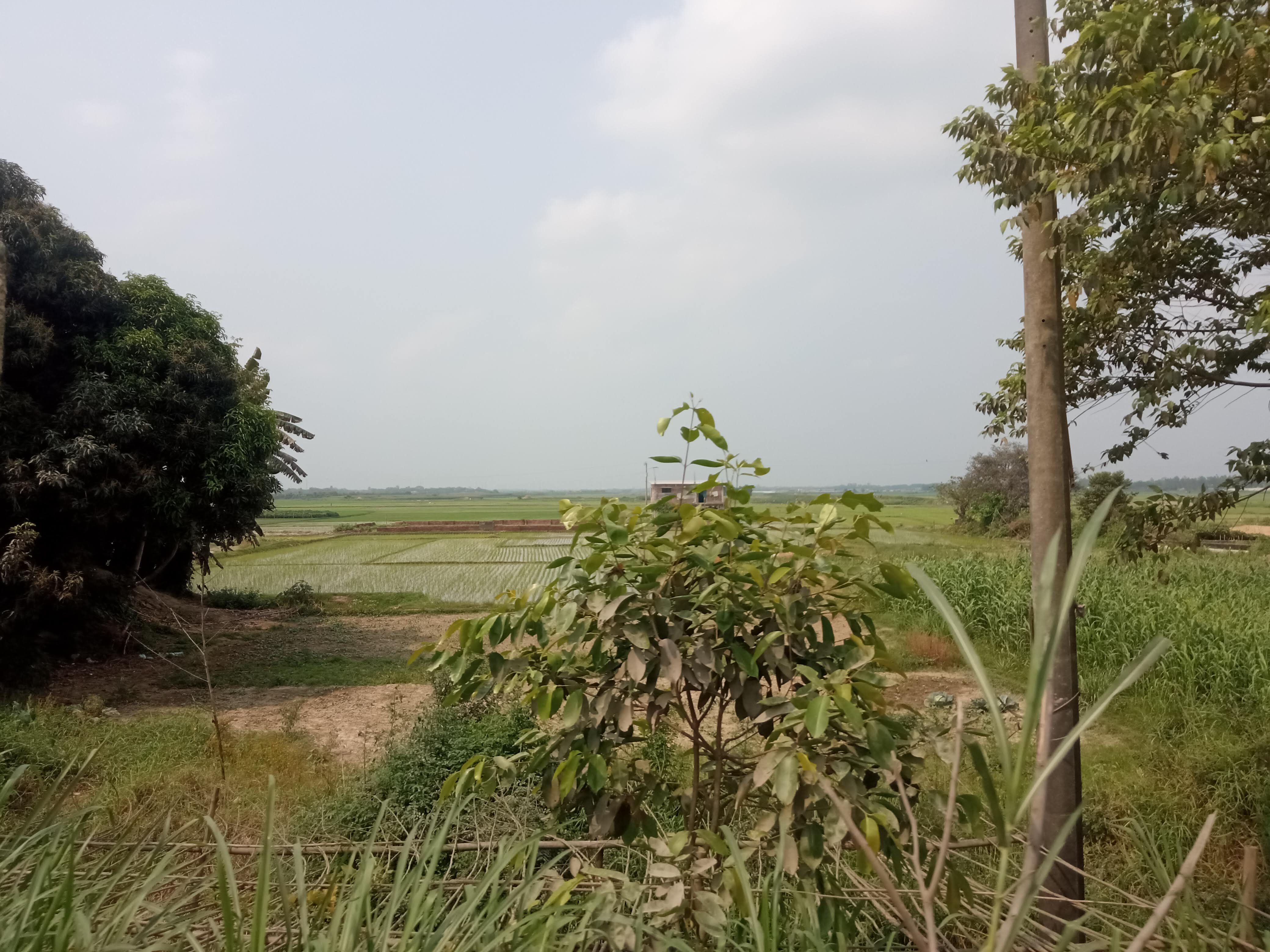 প্রকৃতি (5).jpg