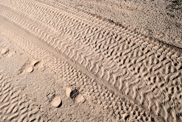 Sidewinder Tracks.JPG