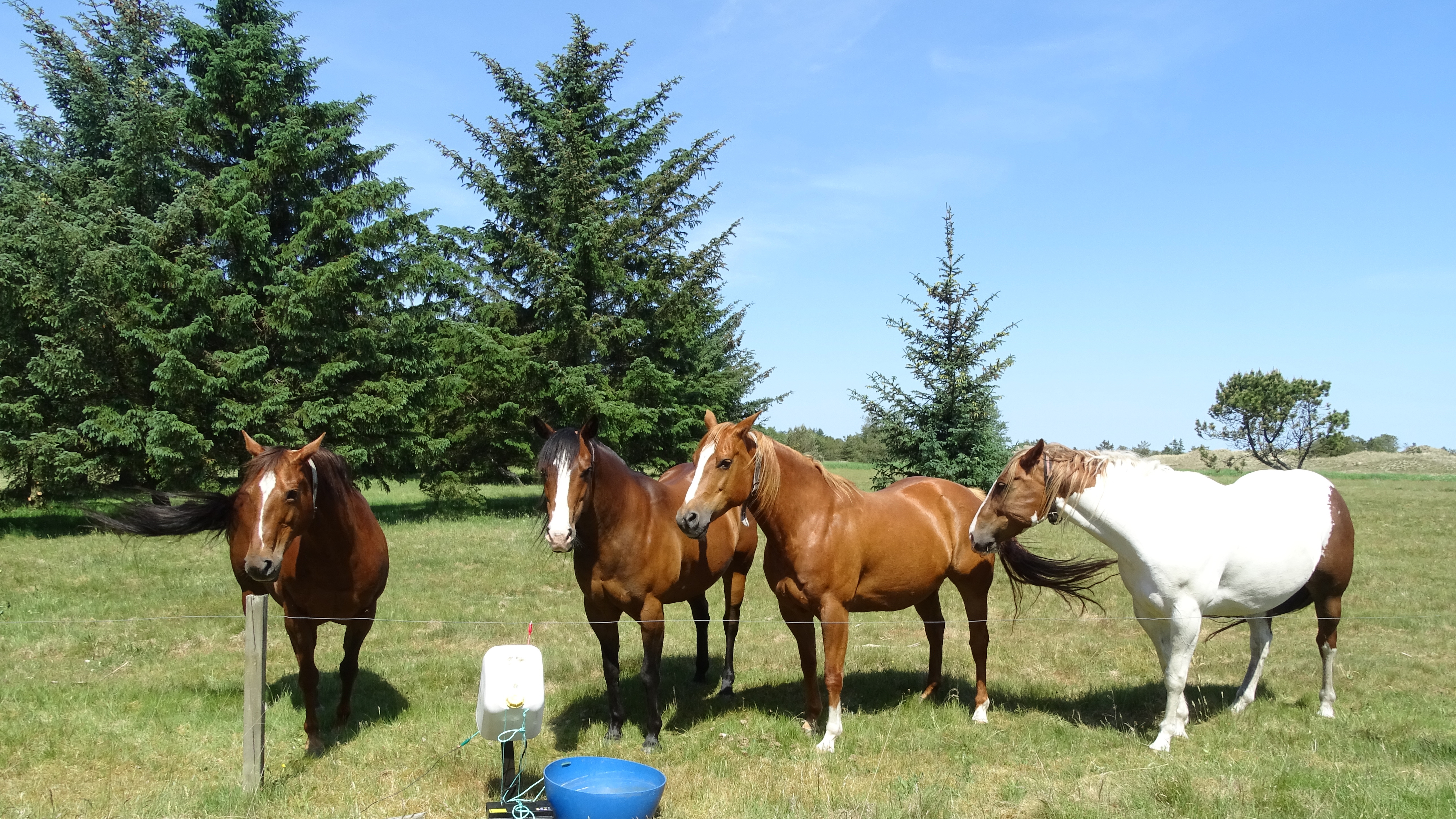 horses800x450.JPG