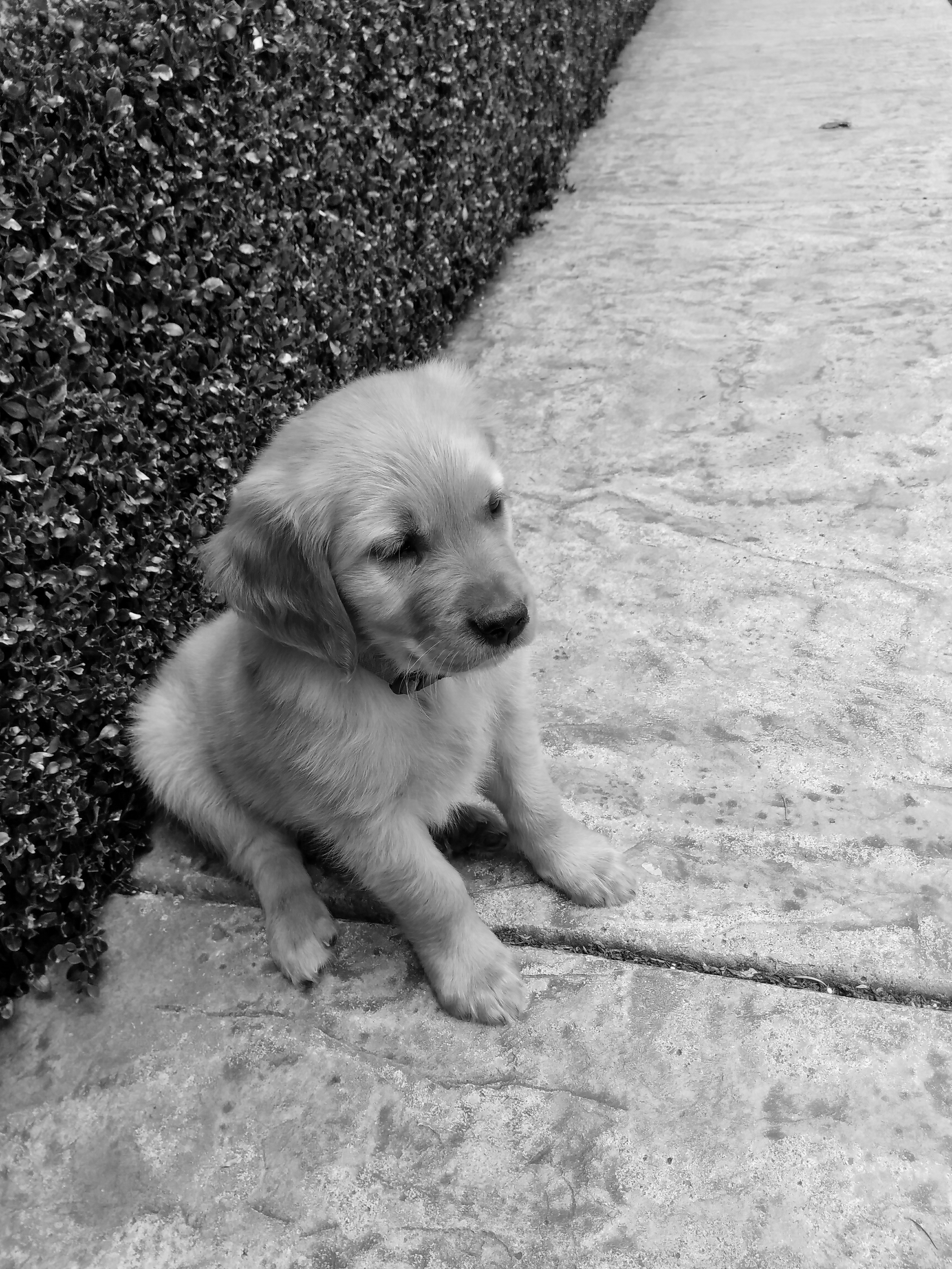 good pup - bw.jpg