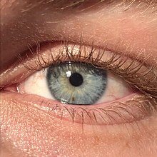 220px-A_close_up_of_a_blue-green_human_iris_(with_visible_freckle)..jpg