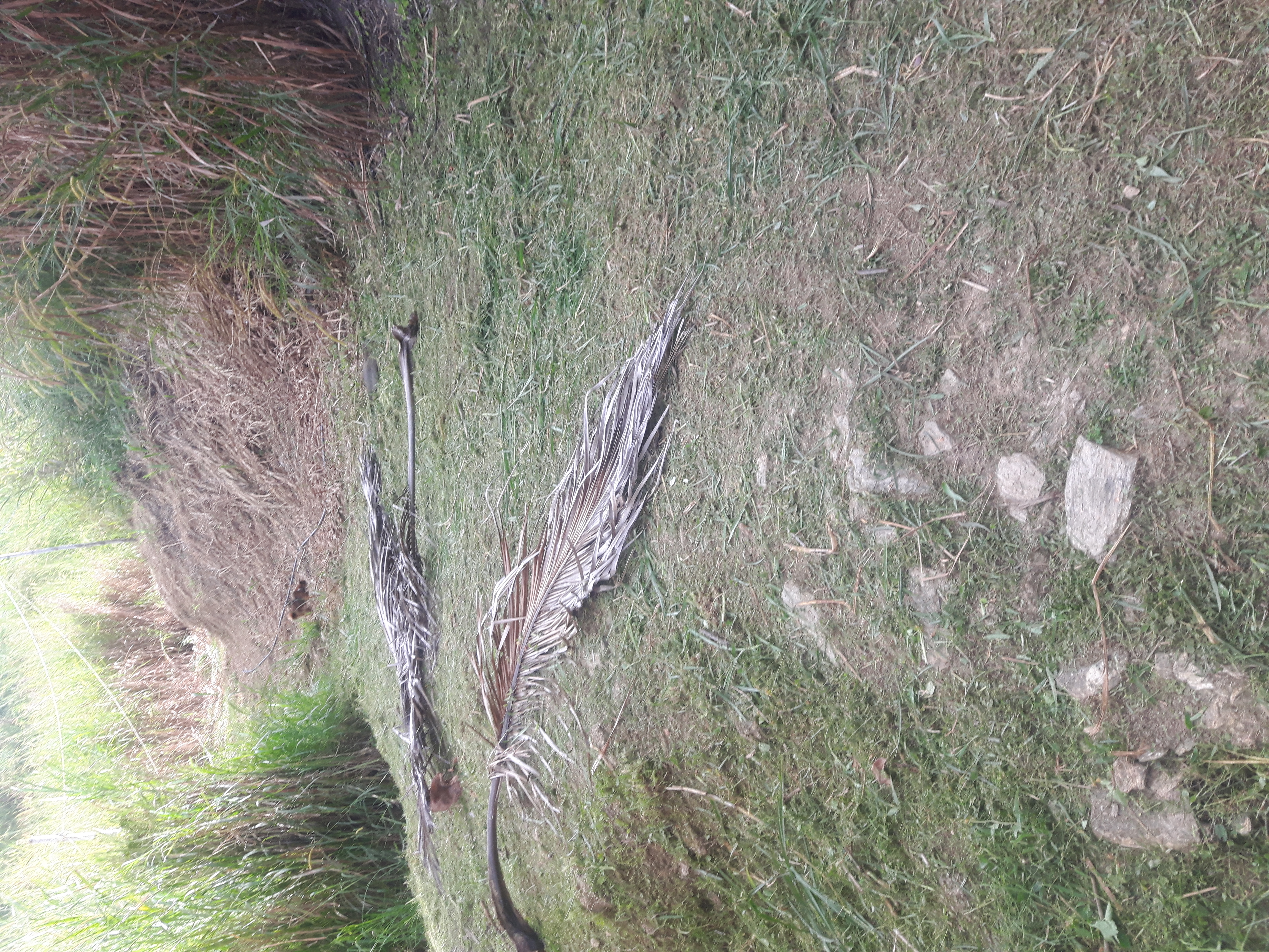 limpieza terreno berengena (8).jpg