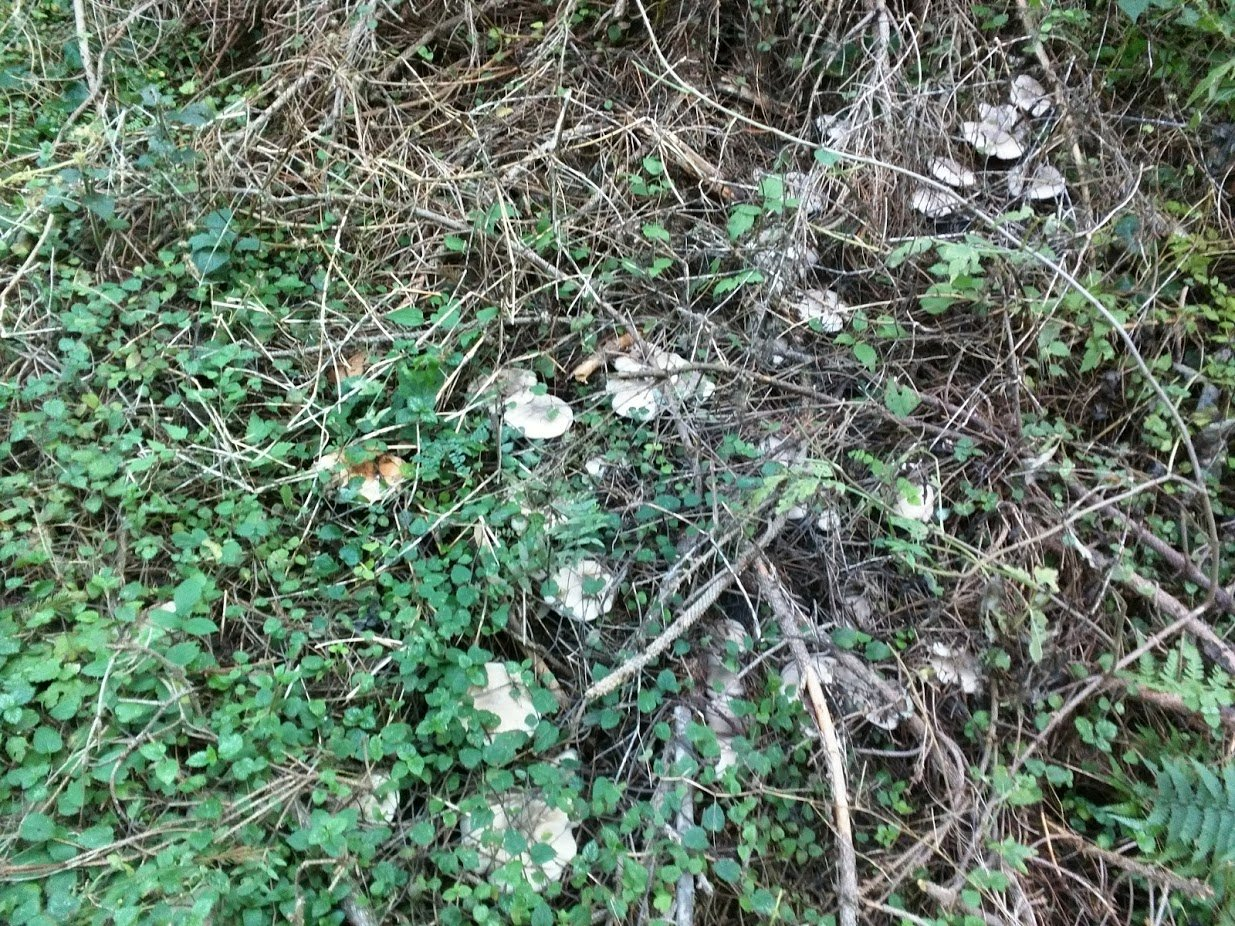 Mushroom's Witch circle