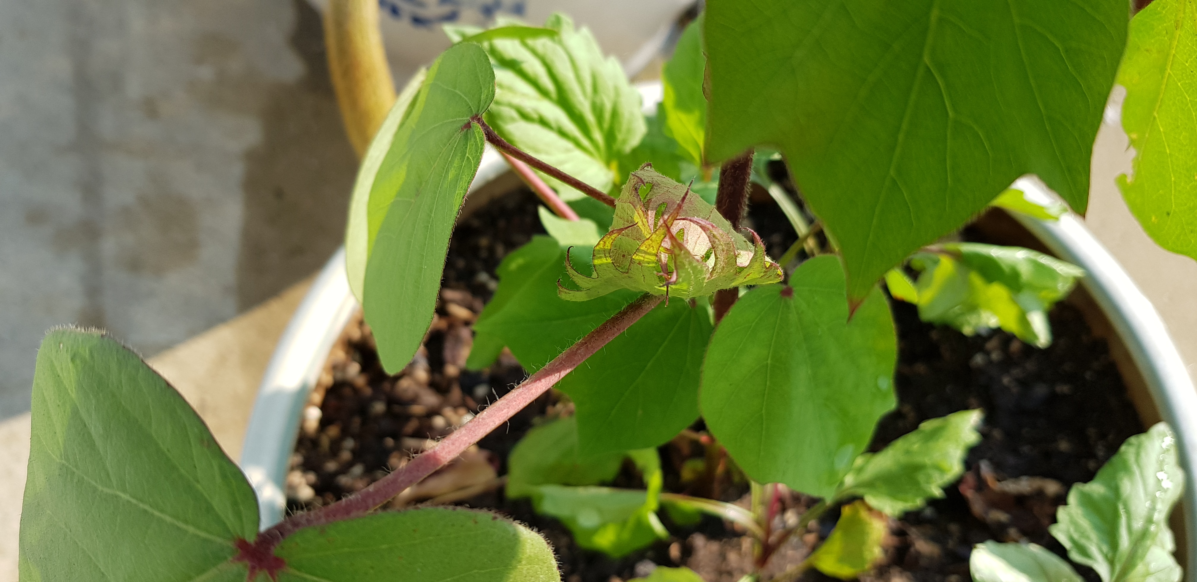 20180722_075433.jpg