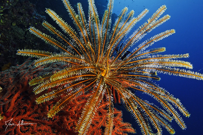 crinoide21.jpg