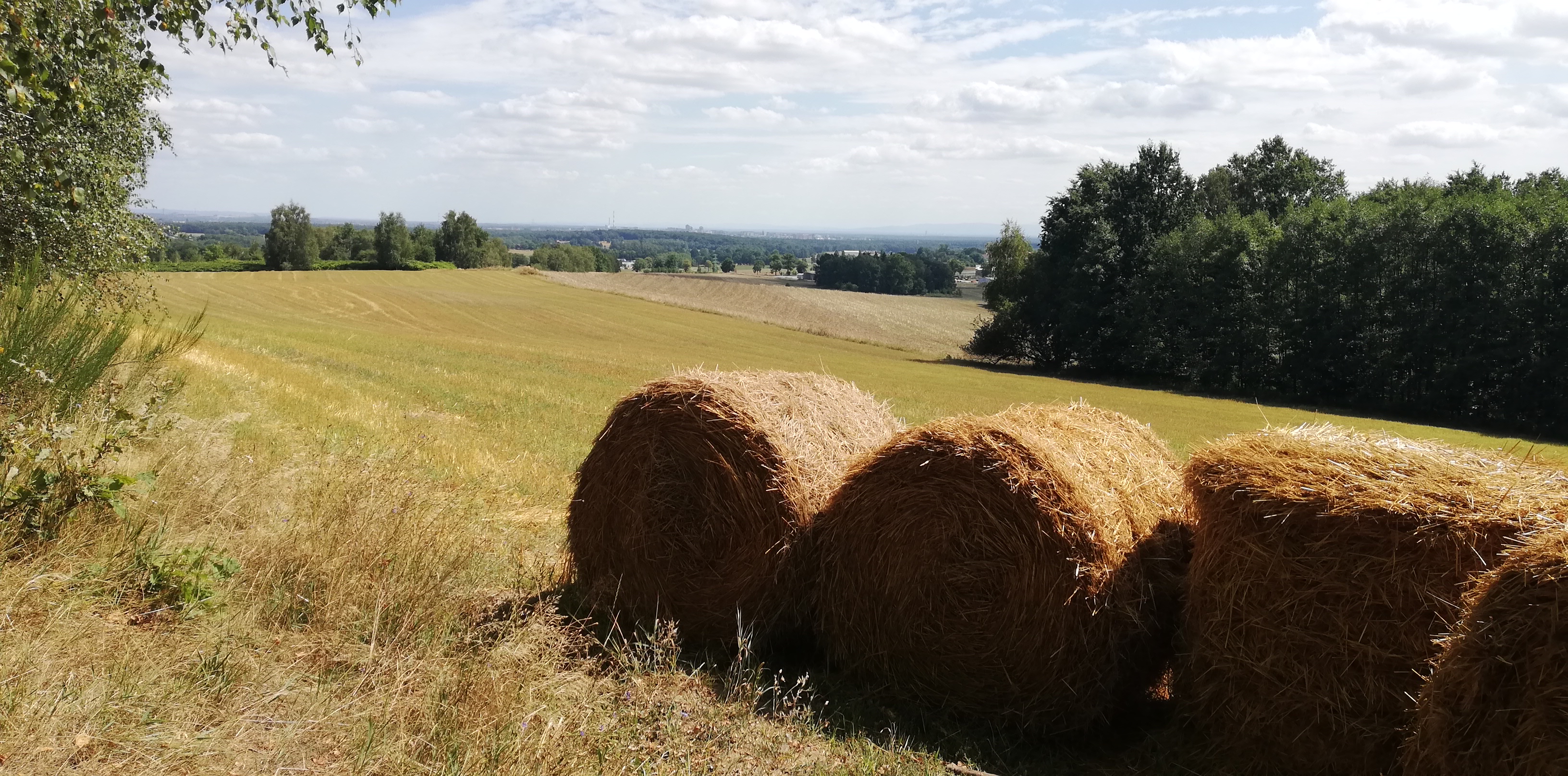 2019-08-11 13.37.07.jpg